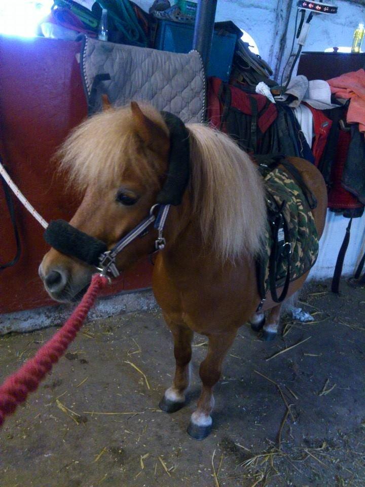 Shetlænder hugo mit et og alt *himmelhest* - juli 2014 klar til træning for lange liner billede 19