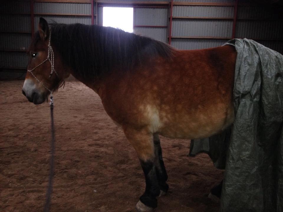 Belgier Alberte af toftebo (Berte) R.I.P smukke tøs - Rolig som dagen er lang <3 billede 1