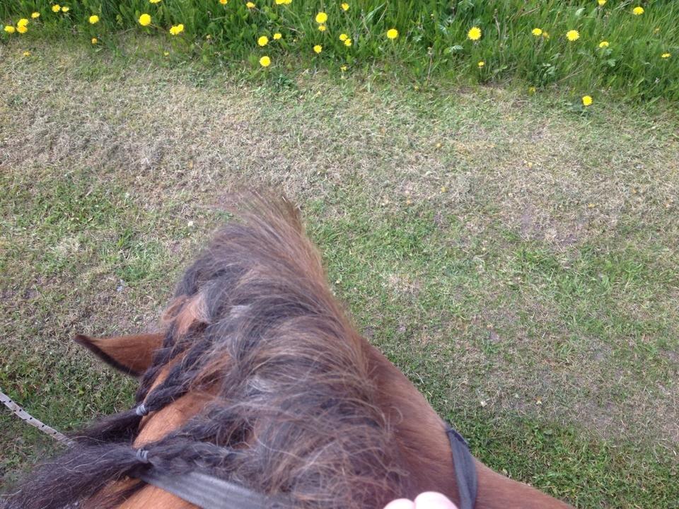 Belgier Alberte af toftebo (Berte) R.I.P smukke tøs - Sådan ser det ud når man sidder på ryggen af en belgier der græsser <3 ;D billede 6