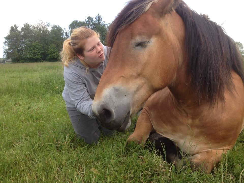 Belgier Alberte af toftebo (Berte) R.I.P smukke tøs - vi ses i himmlen smukke hest <3 billede 10
