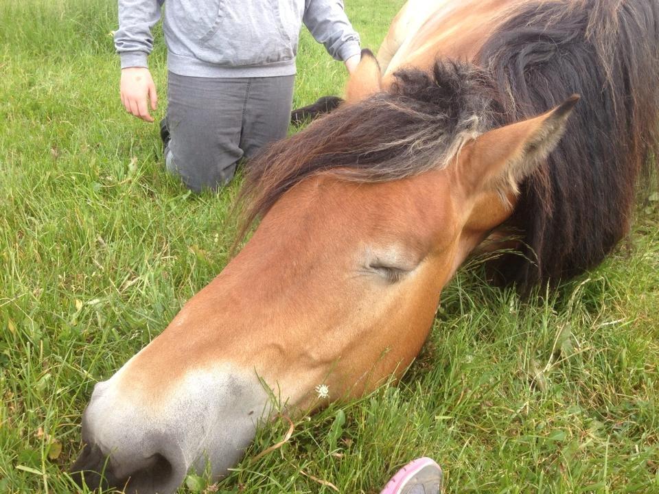 Belgier Alberte af toftebo (Berte) R.I.P smukke tøs - Lækker lækker lækker <3 <3 <3  billede 11