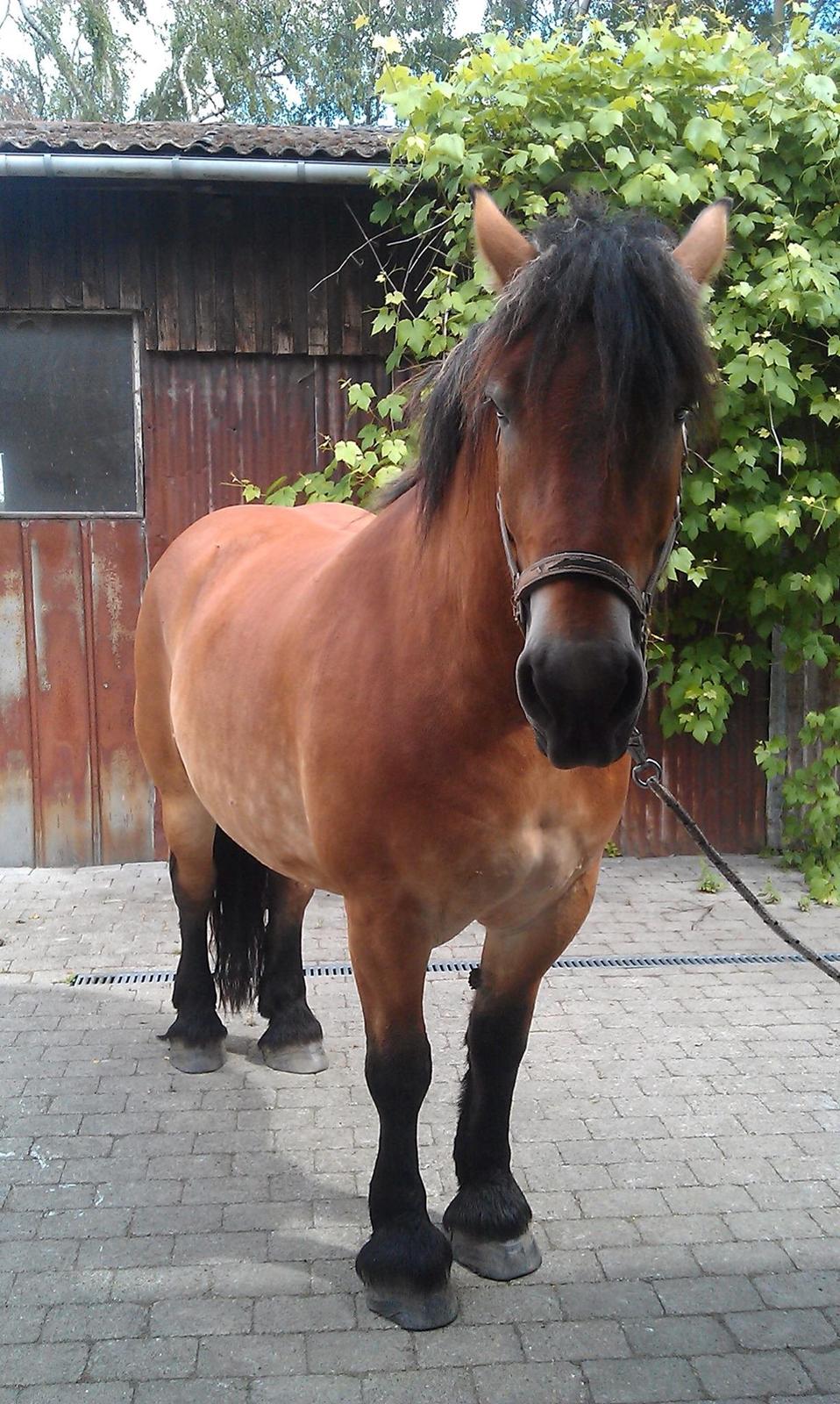 Belgier Alberte af toftebo (Berte) R.I.P smukke tøs - Tag ørne frem Alberte, du ligner en sur hest XD XD billede 13