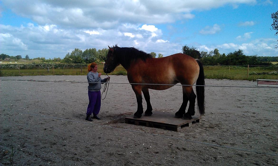Belgier Alberte af toftebo (Berte) R.I.P smukke tøs - Første gang Alberte står på pallen :D <3 billede 2
