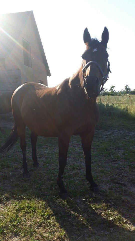 Anden særlig race Amanda billede 1