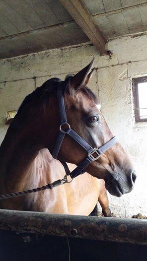 Anden særlig race Amanda billede 2