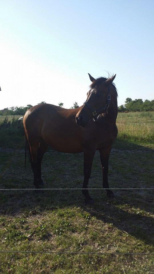 Anden særlig race Amanda billede 3