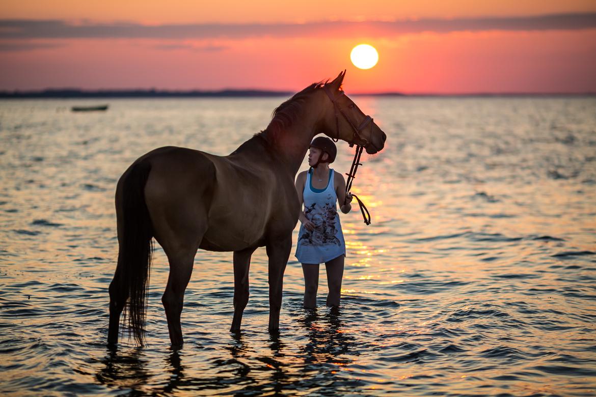 Zangersheide D. Chriesafie Z - Foto: Frank Sørensen billede 19
