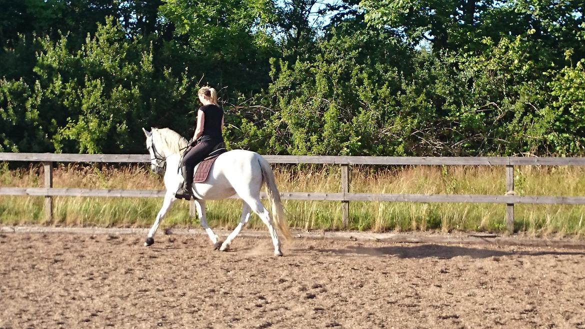 Anden særlig race Raya billede 13