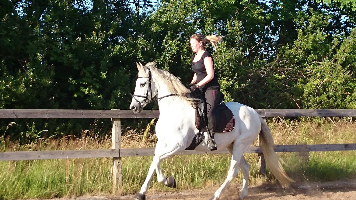 Anden særlig race Raya billede 15