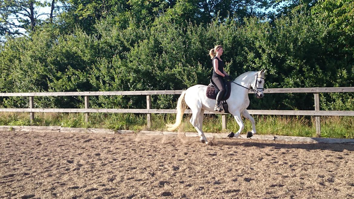 Anden særlig race Raya billede 16