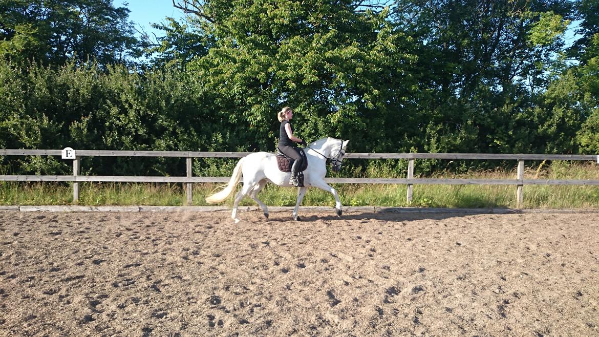 Anden særlig race Raya billede 17