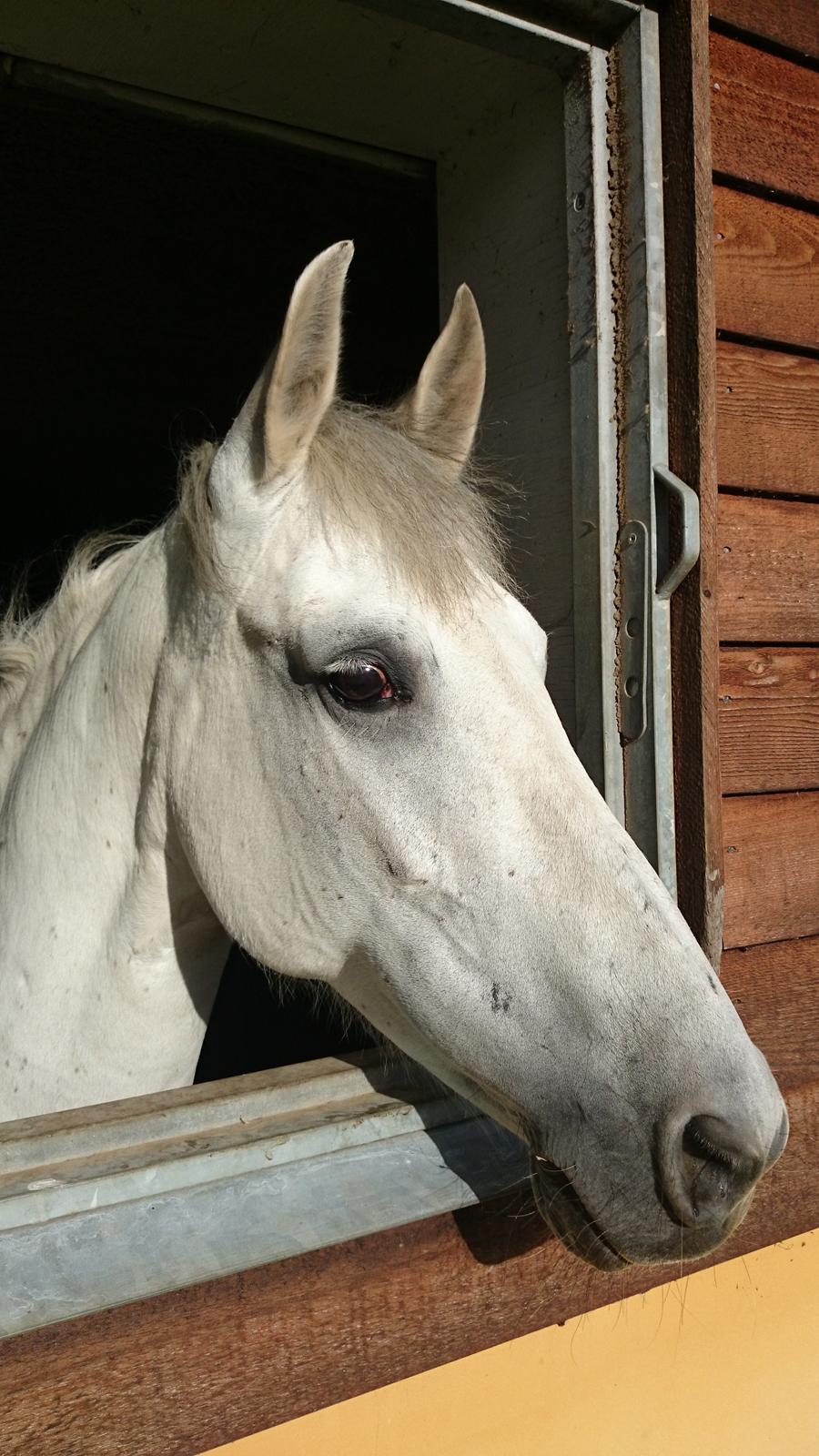 Anden særlig race Raya billede 18