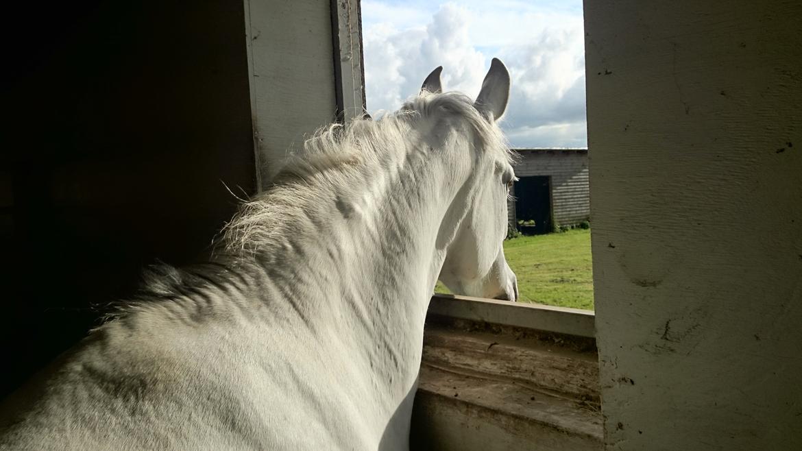 Anden særlig race Raya billede 20