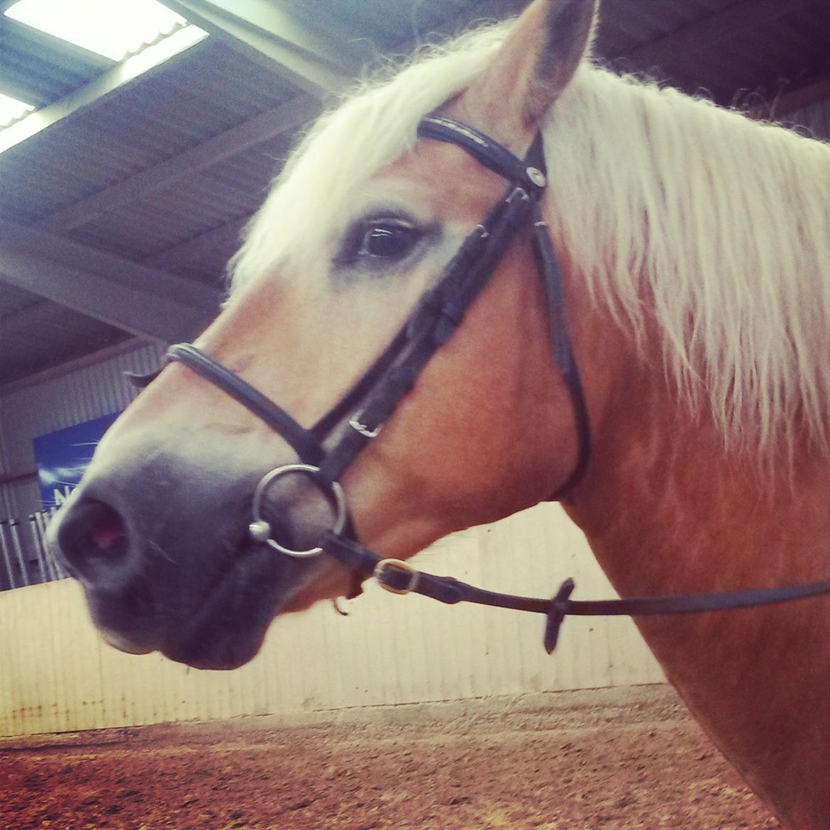 Haflinger Titan billede 5