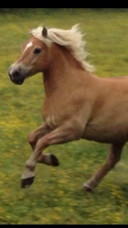 Haflinger Titan billede 9