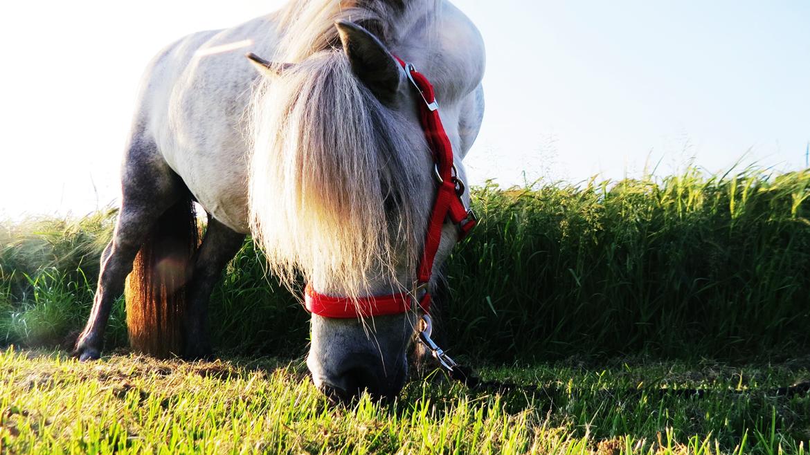 Shetlænder Broagergaard´s Cirkeline (Conny) billede 20