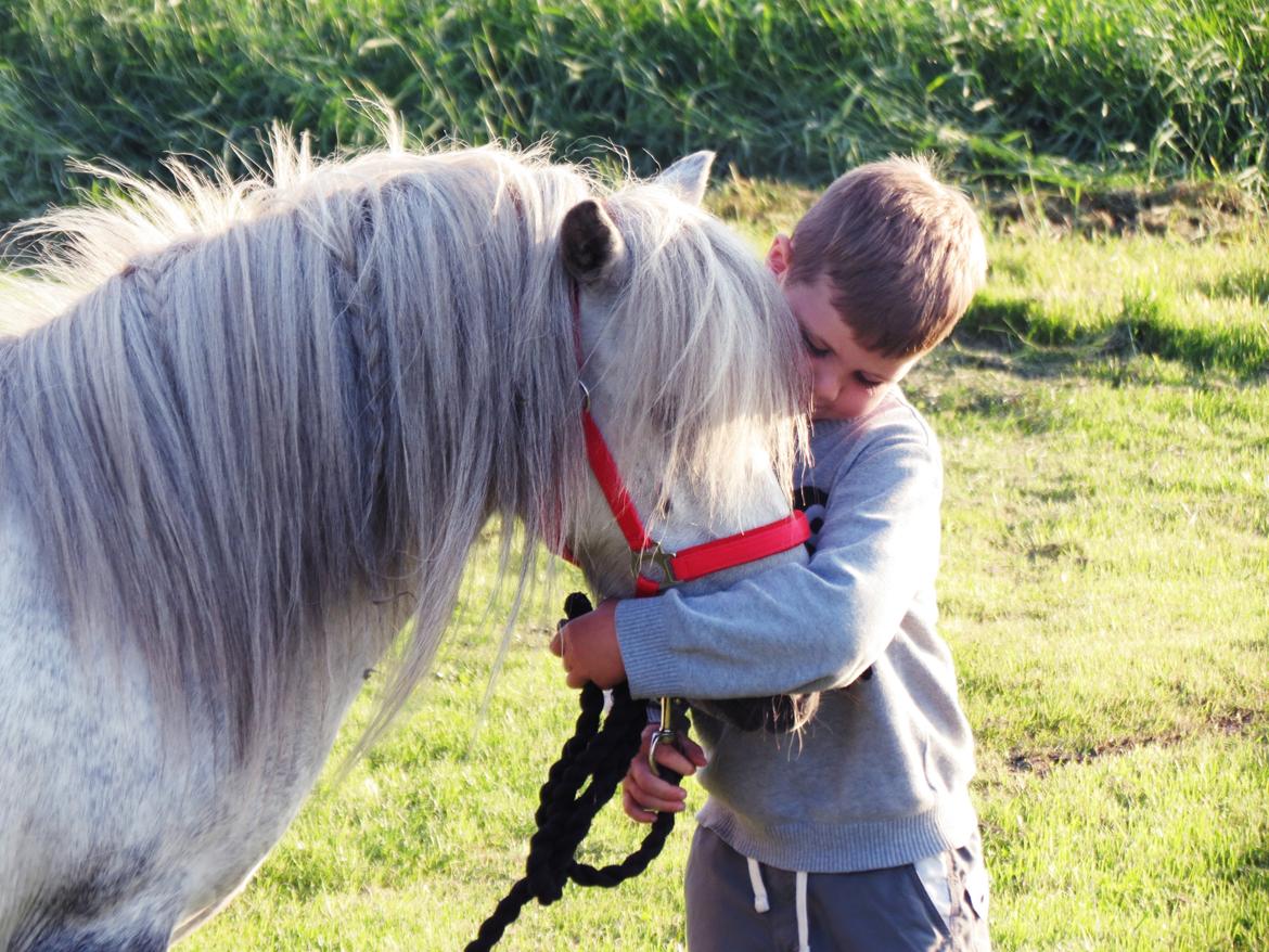 Shetlænder Broagergaard´s Cirkeline (Conny) billede 16