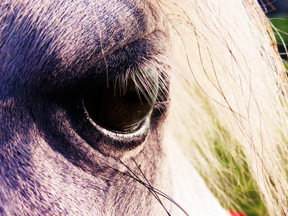 Shetlænder Broagergaard´s Cirkeline (Conny) billede 2