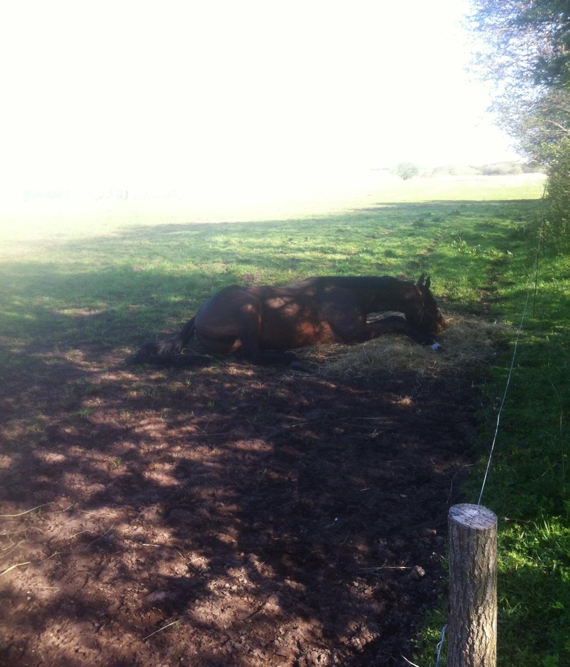 Dansk Varmblod Rangstrupgårdes Dipsy - Én ting Dipsy altid og elsker at gøre, er at ligge sig i wrappen ude på marken. Så er man sikker på at få det få sig selv :-) (Maj 14) billede 5