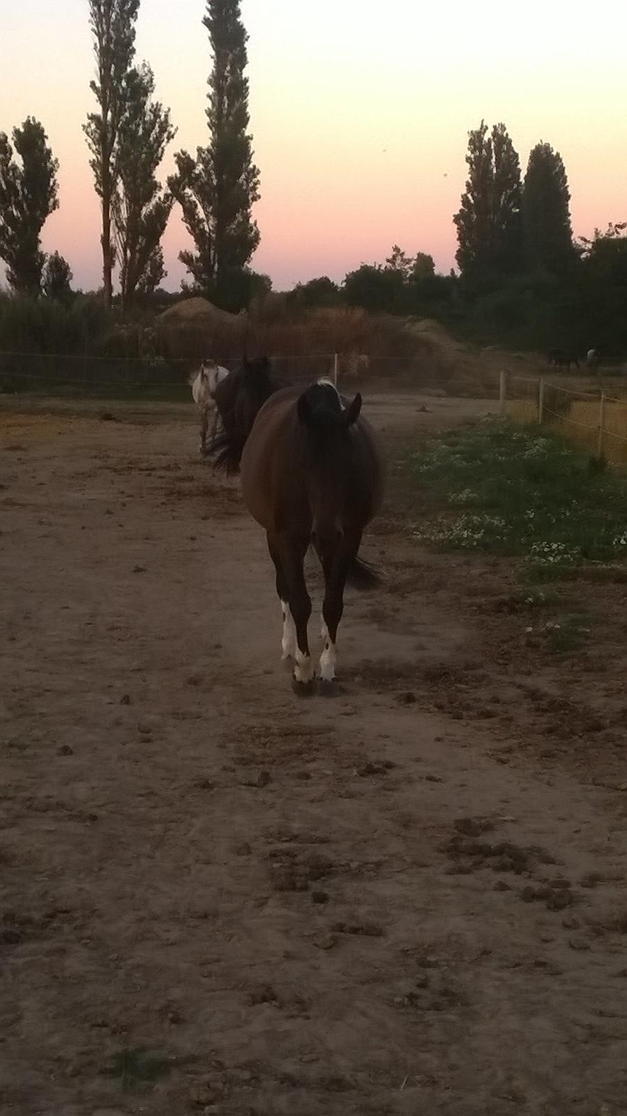 Anden særlig race Jackie´s figther (Flicka) billede 18