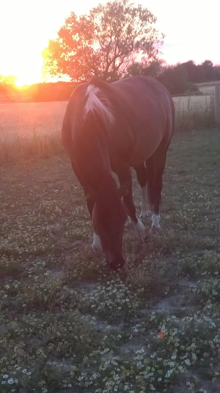 Anden særlig race Jackie´s figther (Flicka) billede 19