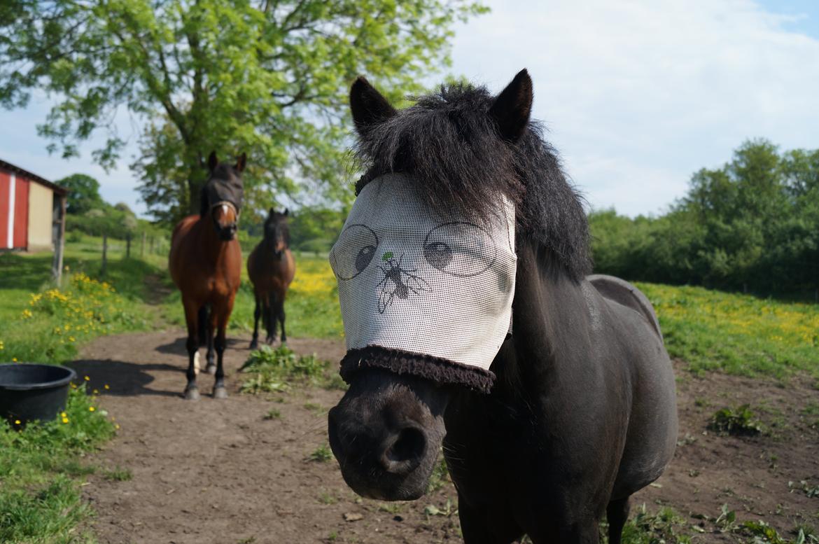 Dartmoor Valle af Fæbæk billede 1