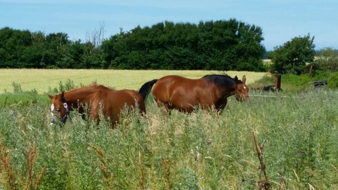 Oldenborg Freja Søndervang - Jeg har her netop fået hende hjem.  billede 3