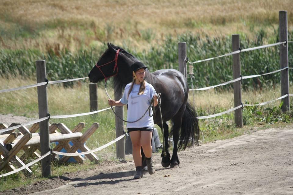 Anden særlig race Marika - Arbejde fra jorden - På ridelejr med horsemanship lærer billede 11