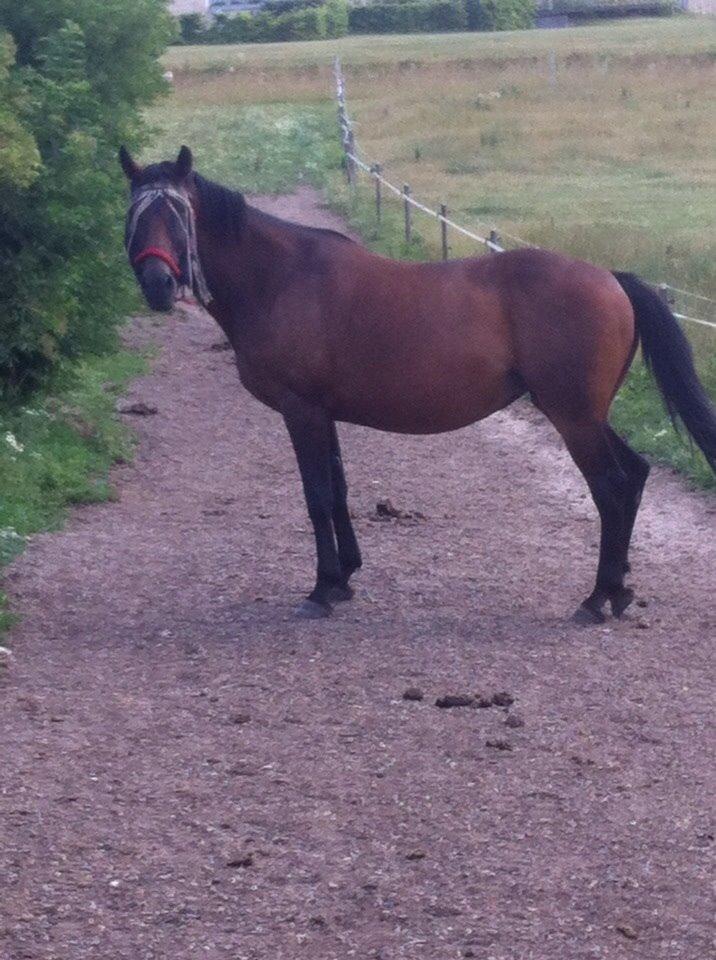 Anden særlig race Athene billede 16