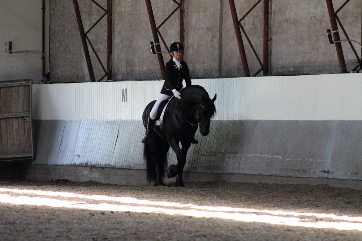 Frieser Derk Wietze V - Første dressurstævne nogensinde d. 22 juni 2014. billede 1