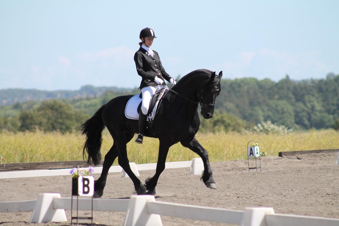 Frieser Derk Wietze V - Første dressurstævne nogensinde d. 22 juni 2014. billede 8