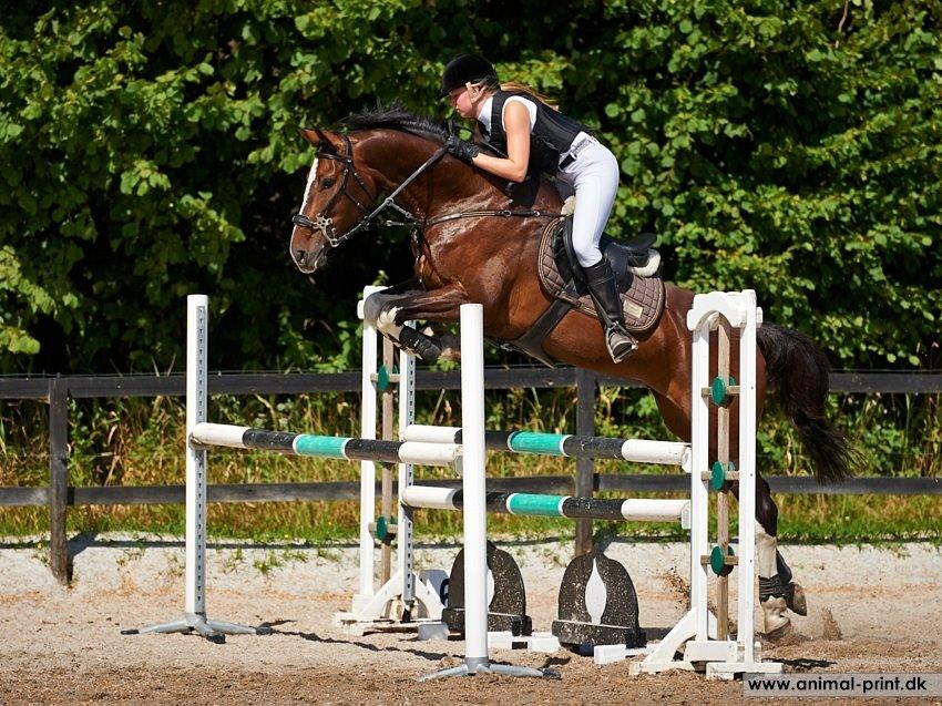 Dansk Varmblod Lucilla-HØM "SOLGT" - Lucilla. 2 Plads på NSR. Sommeren 2014 <3                  When you've been fighting for it all your life,
You've been struggling to make things right,
That’s how a superhero learns to fly, Every day, every hour, Turn the pain into power! billede 1