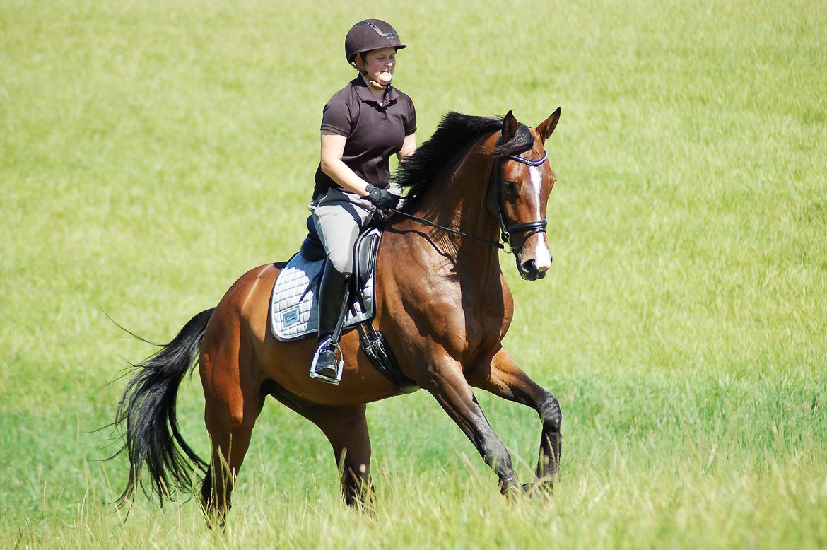 Dansk Varmblod Camarro SR billede 11