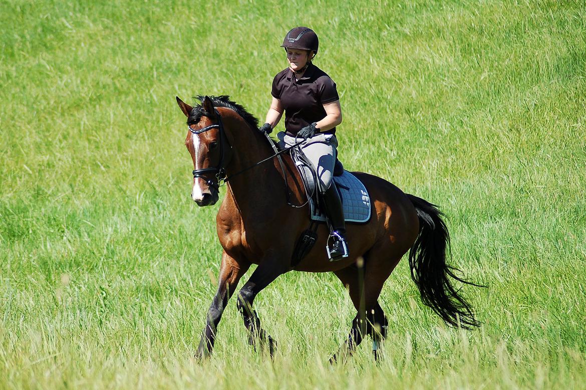 Dansk Varmblod Camarro SR billede 10