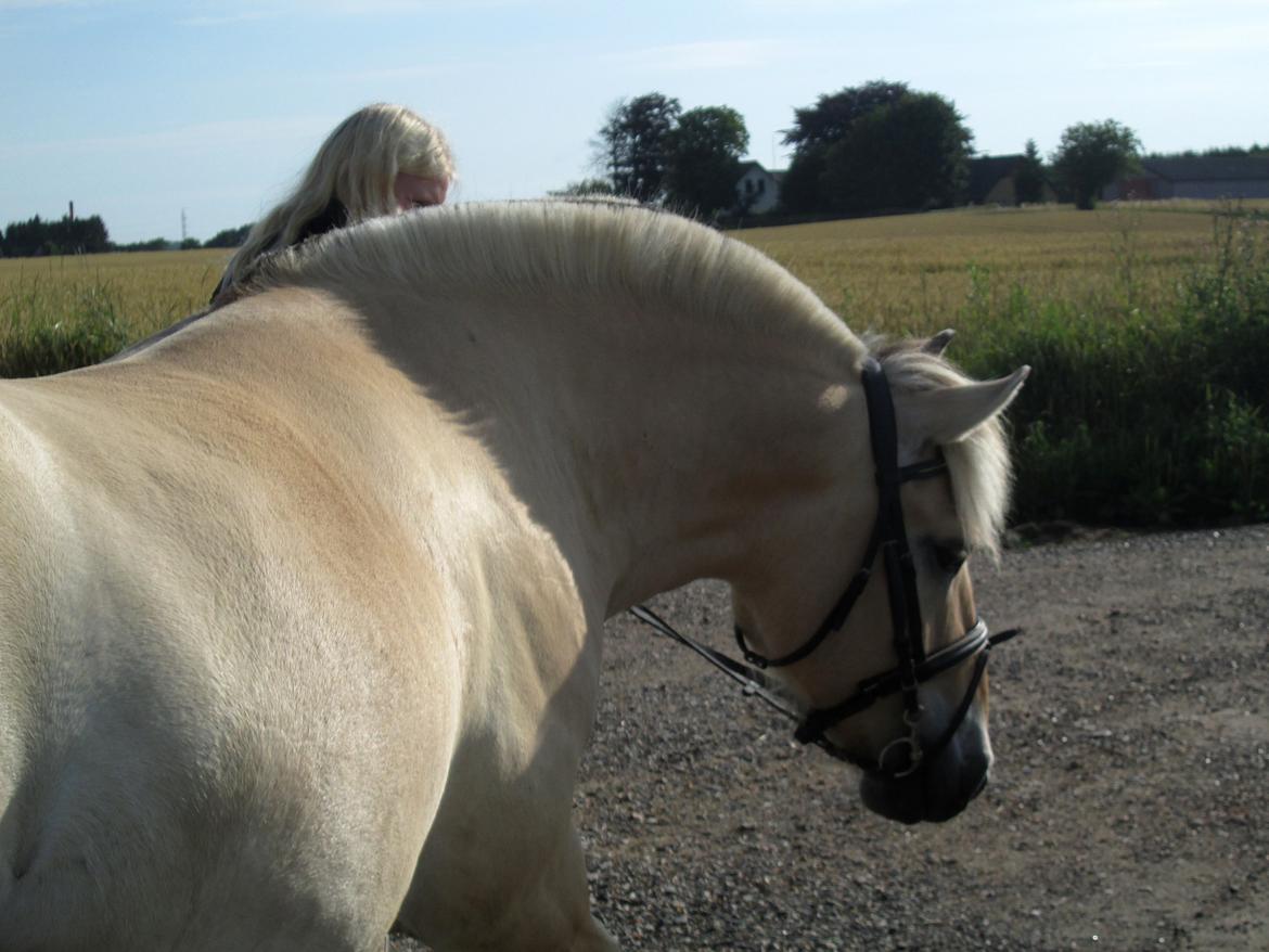 Fjordhest Jasper Pride billede 42