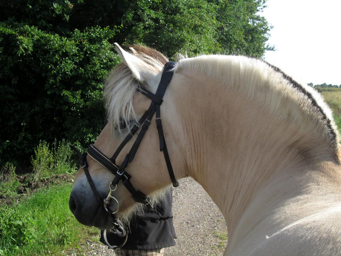 Fjordhest Jasper Pride billede 43