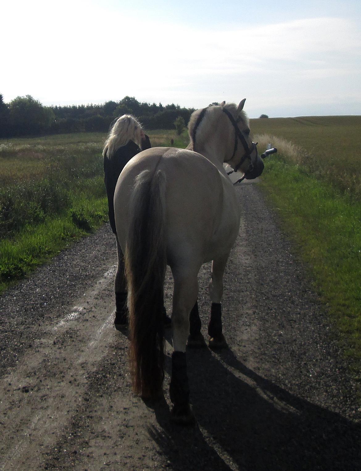 Fjordhest Jasper Pride billede 44