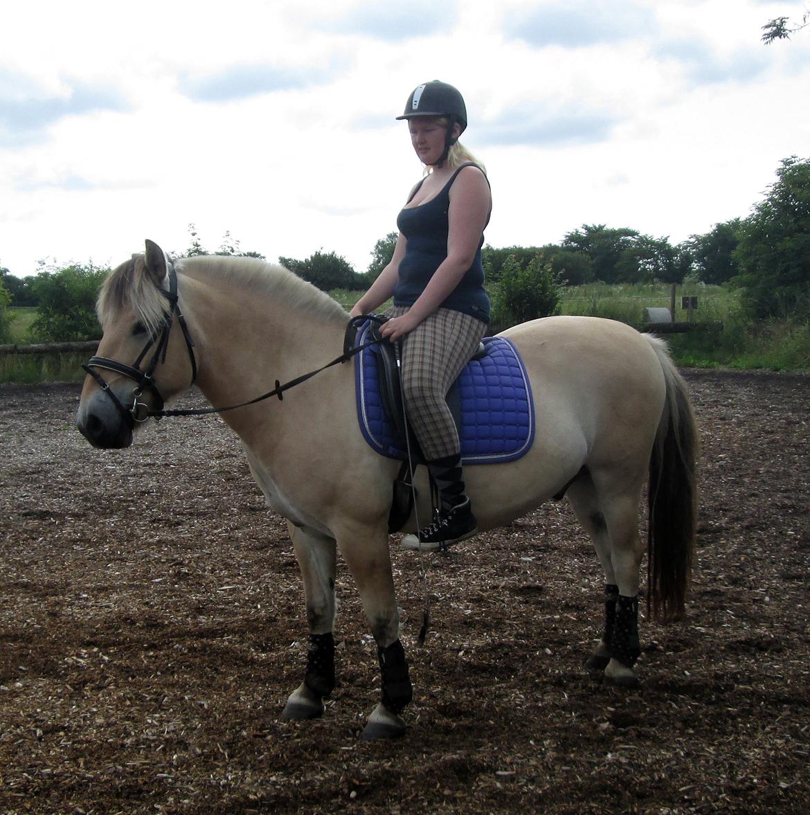 Fjordhest Jasper Pride billede 16