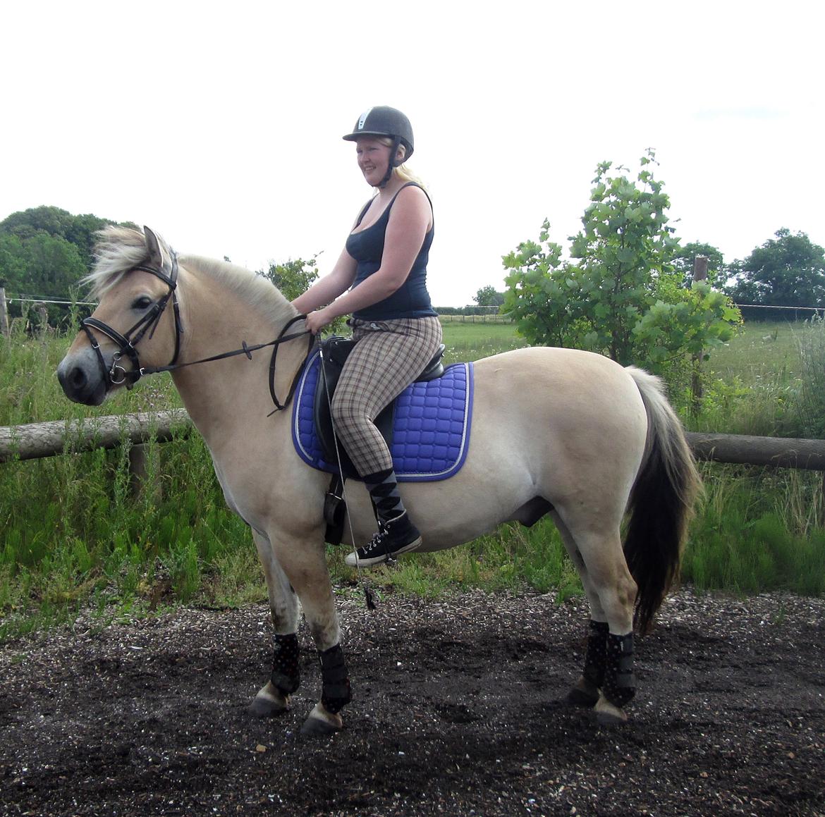 Fjordhest Jasper Pride billede 1