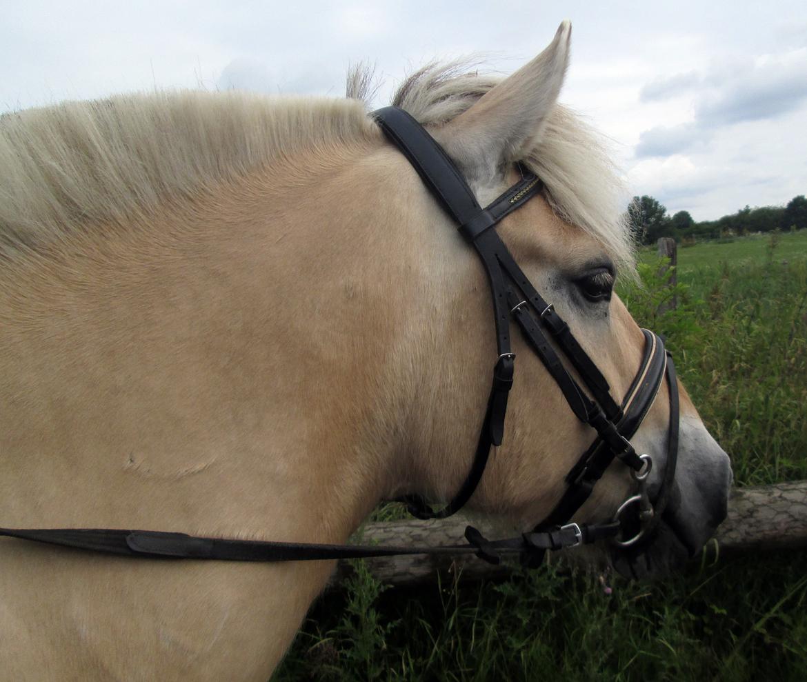 Fjordhest Jasper Pride billede 17