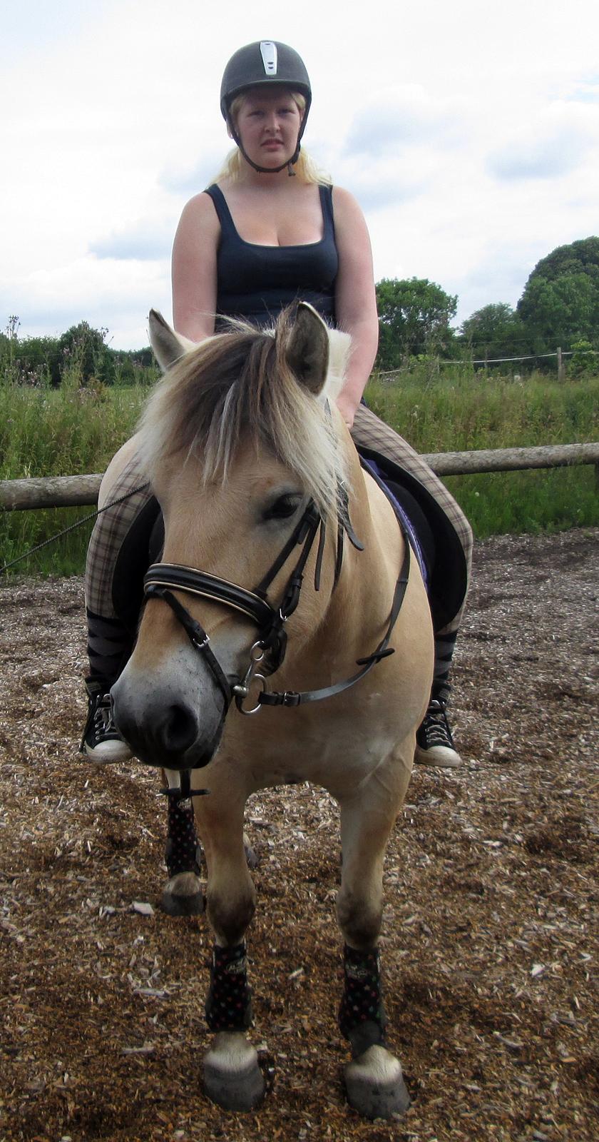 Fjordhest Jasper Pride billede 18