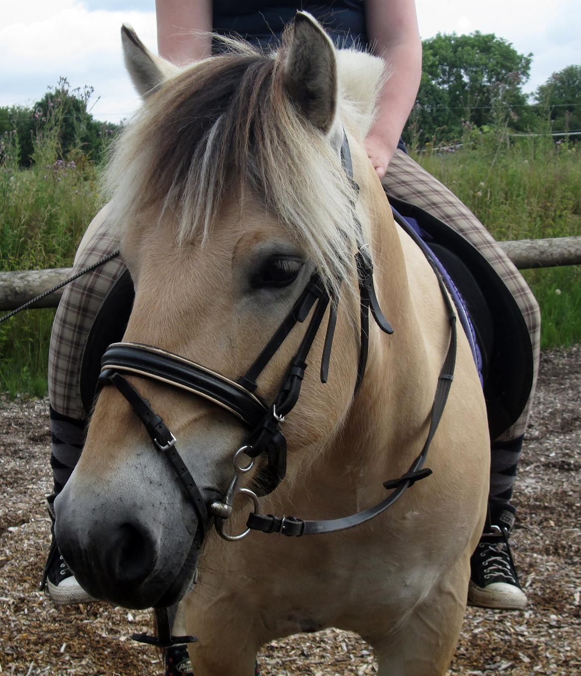 Fjordhest Jasper Pride billede 32