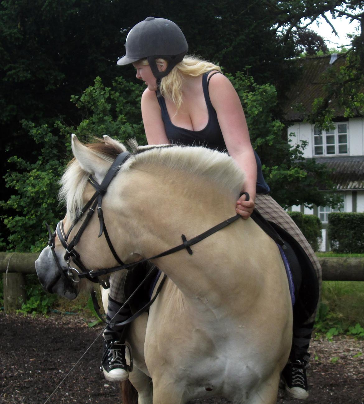 Fjordhest Jasper Pride billede 38