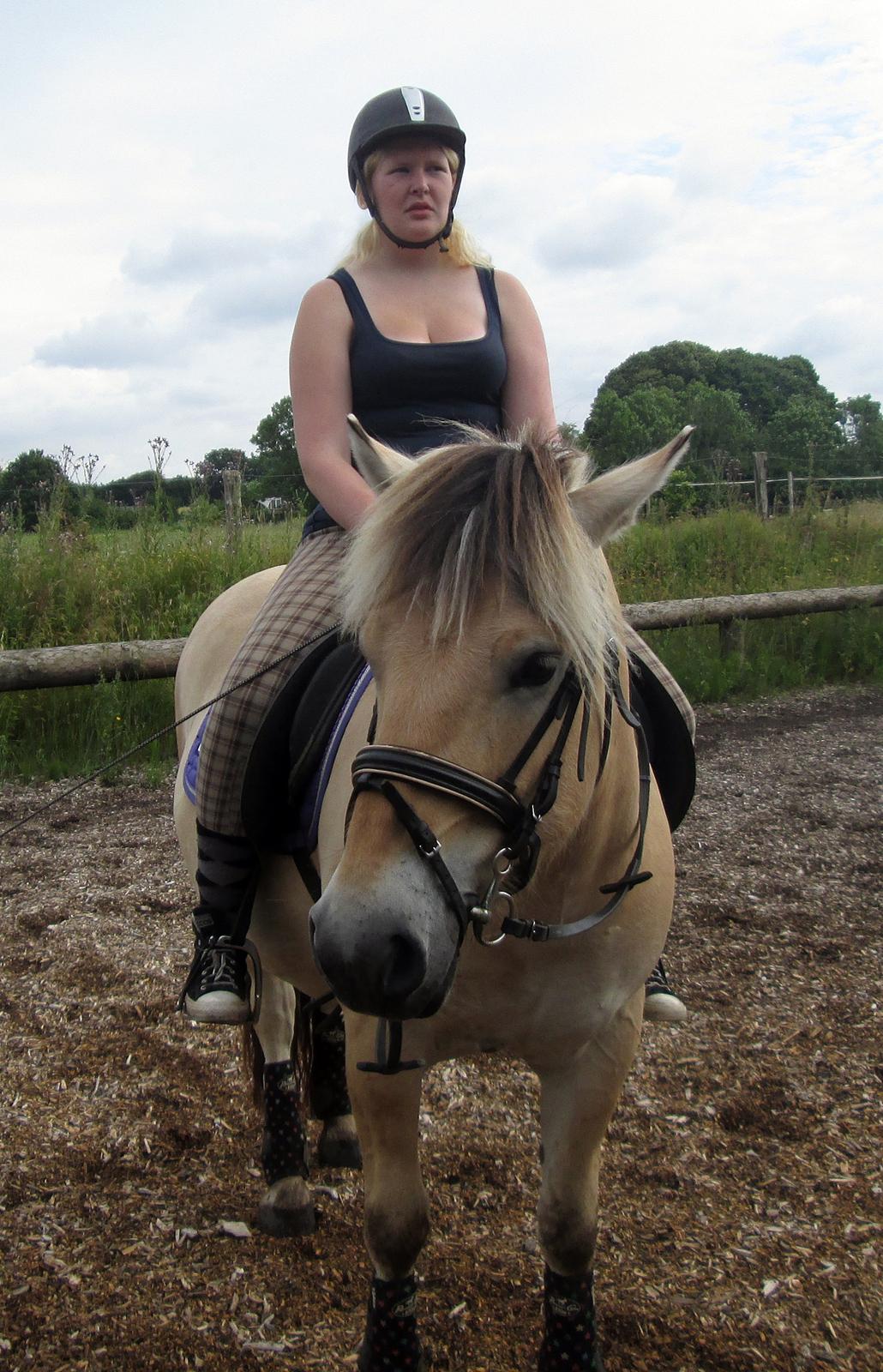 Fjordhest Jasper Pride billede 8