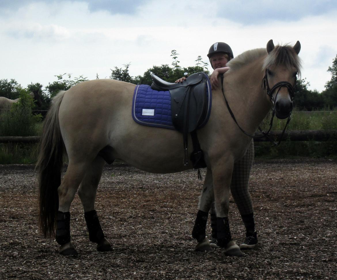 Fjordhest Jasper Pride billede 27