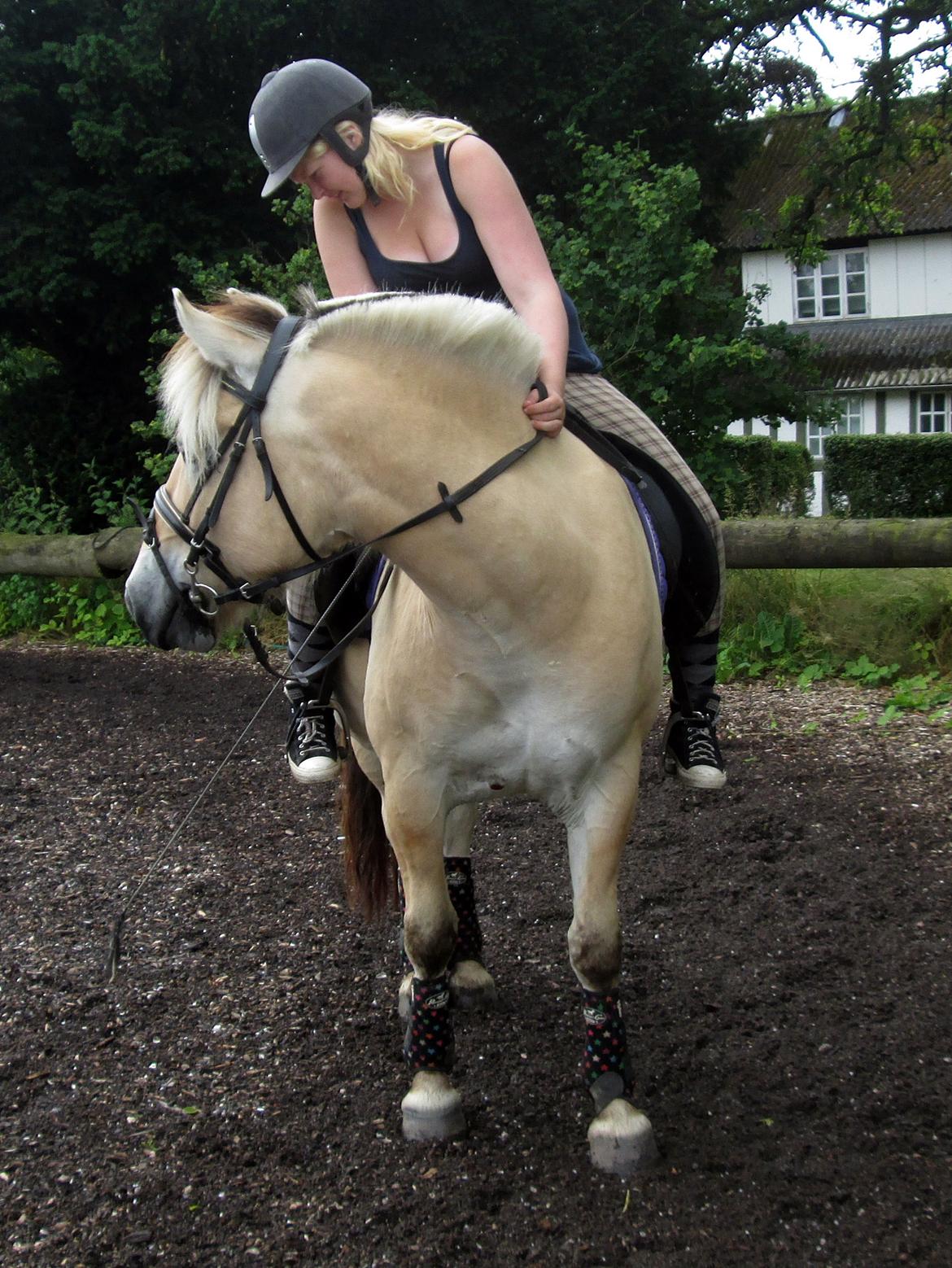 Fjordhest Jasper Pride billede 45