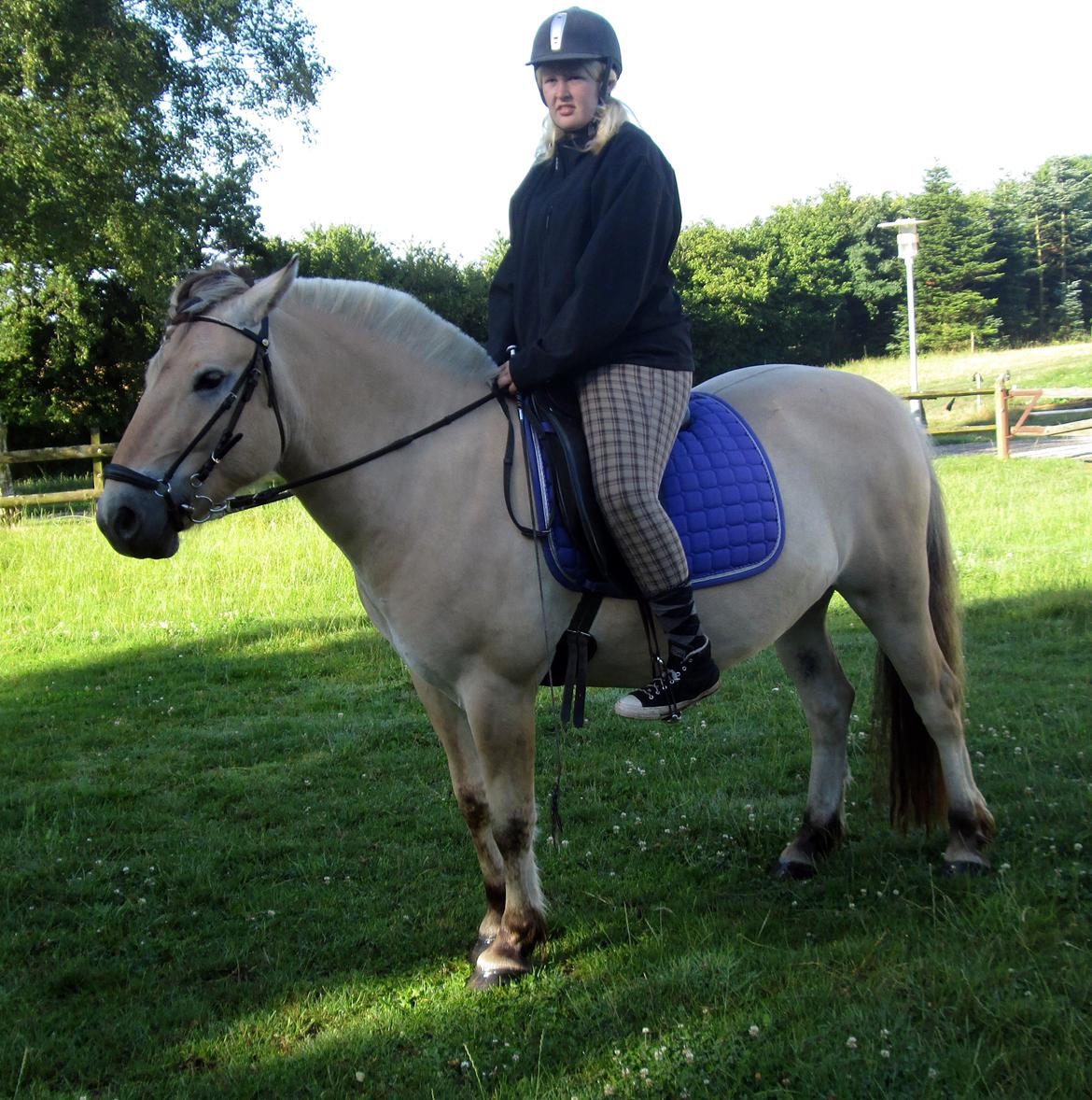 Fjordhest Jasper Pride billede 23