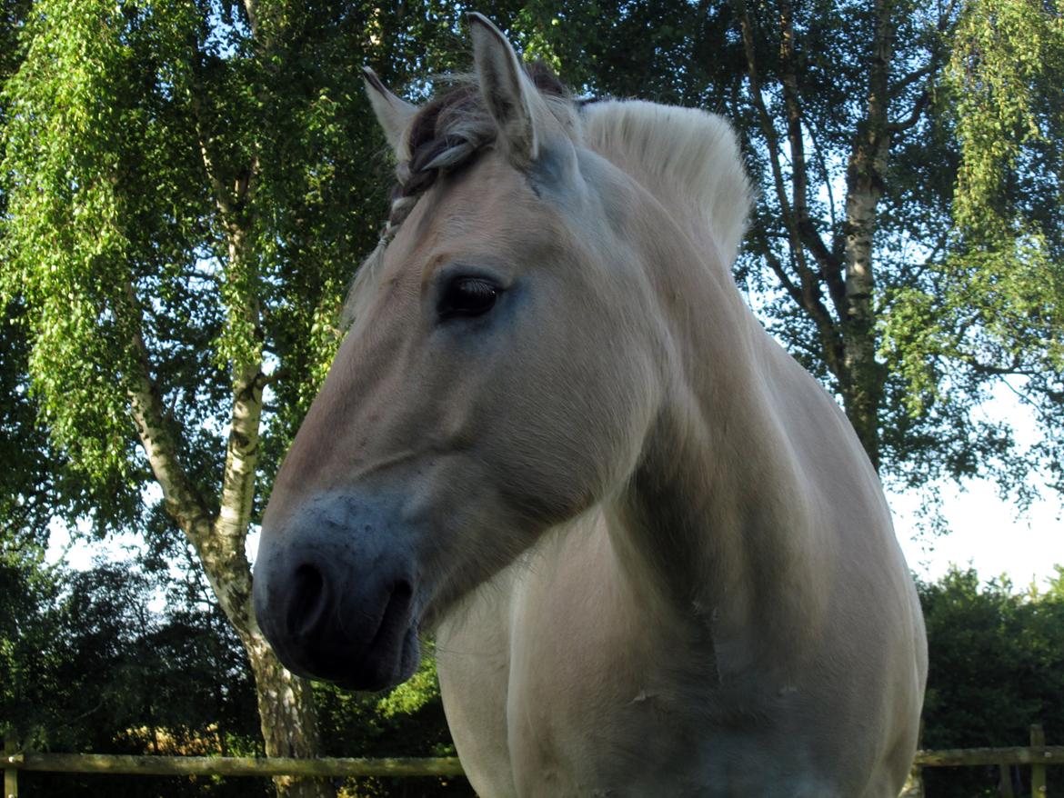 Fjordhest Jasper Pride billede 15