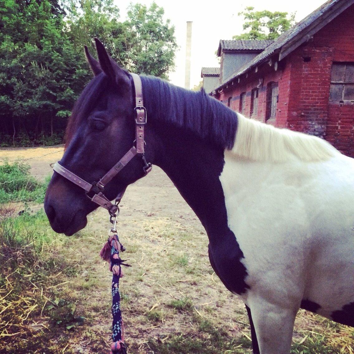 Anden særlig race Luca *Tidligere tilridningshest* billede 1