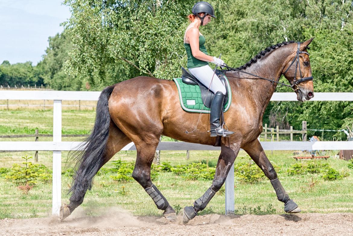 Dansk Varmblod Aagaardens Don Romino *lånehest* billede 44